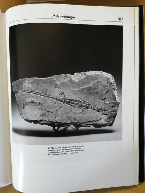 IL MUSEO CIVICO DI STORIA NATURALE DI MILANO - CONCI 1978 BANCA POP MILANO