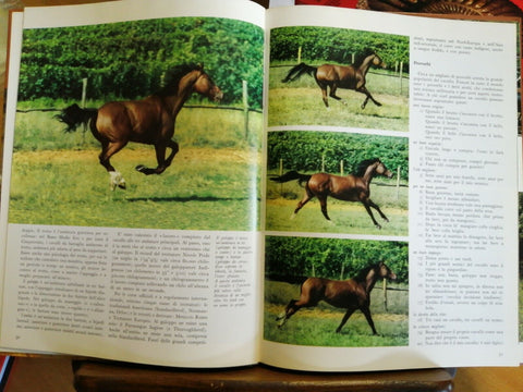 IL CAVALLO ORIGINI, RAZZE, ATTITUDINI 1972 I DOCUMENTARI DE AGOSTINI (6504
