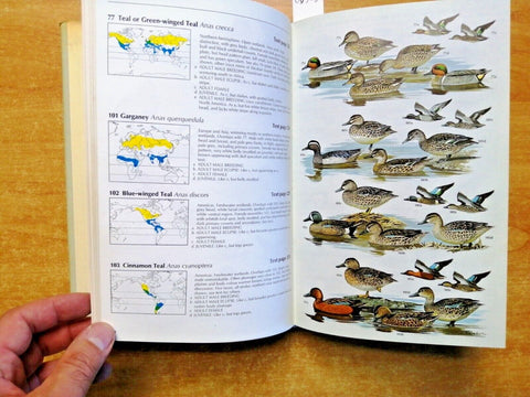 WILDFOWL an identification guide to the ducks - Madge Burn - 1989 - HELM (6