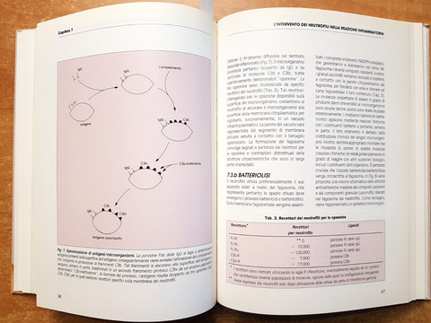 Infiammazione e broncopatie ostruttive - DALLEGRI, OTTONELLO 1993 UTET (385