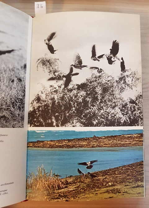 GUIDA AL PO itinerari lungo il fiume - ZEPPEGNO, COVA - MONDADORI - 1973 (5