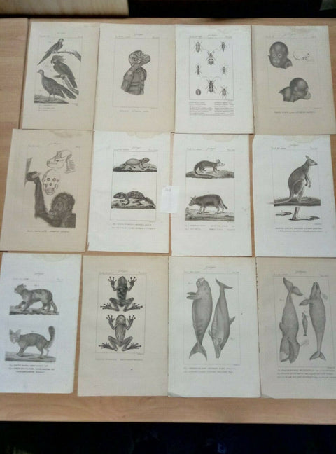 26 INCISIONI ORIGINALI DELL'800 - ZOOLOGIA - (3078) OTTIME DA INCORNI